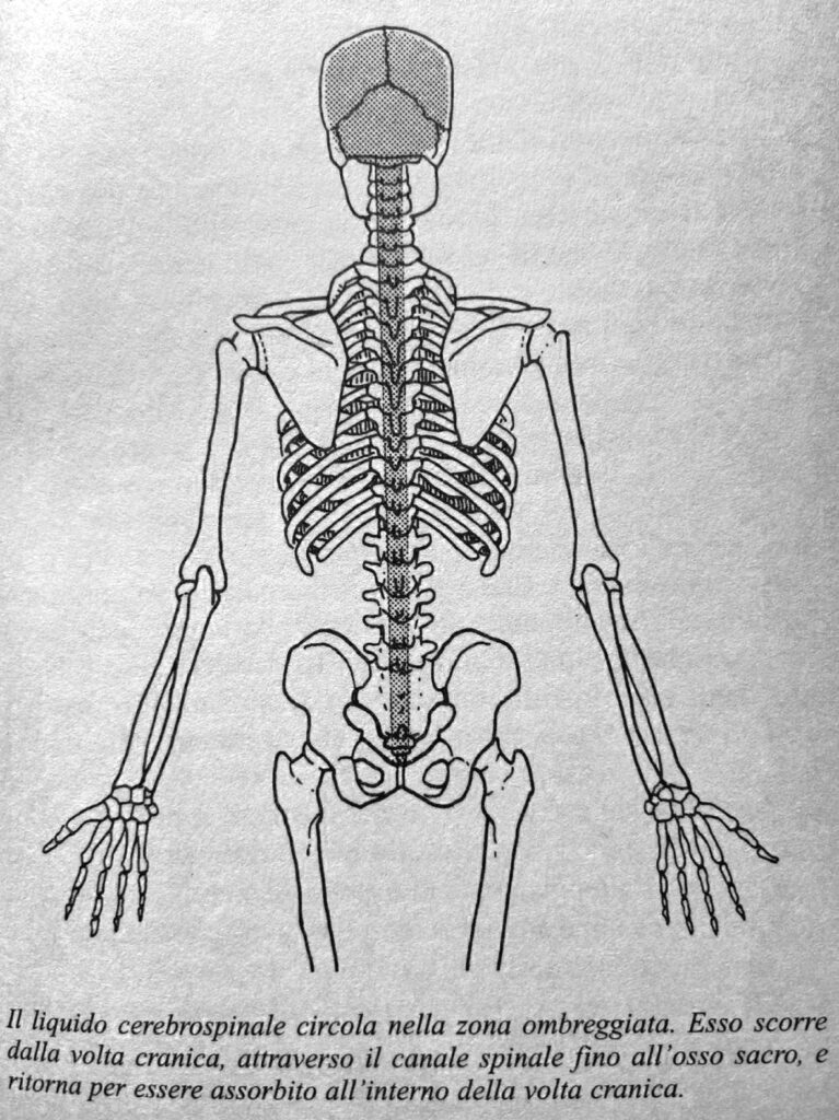 illustrazione-di-uno-sceletro-che-spiega-la-craniosacrale